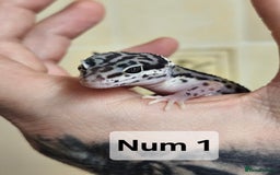 Leopard Gecko reptiles for sale: Blacknight macksnows and supersnows in tremper - Image 21