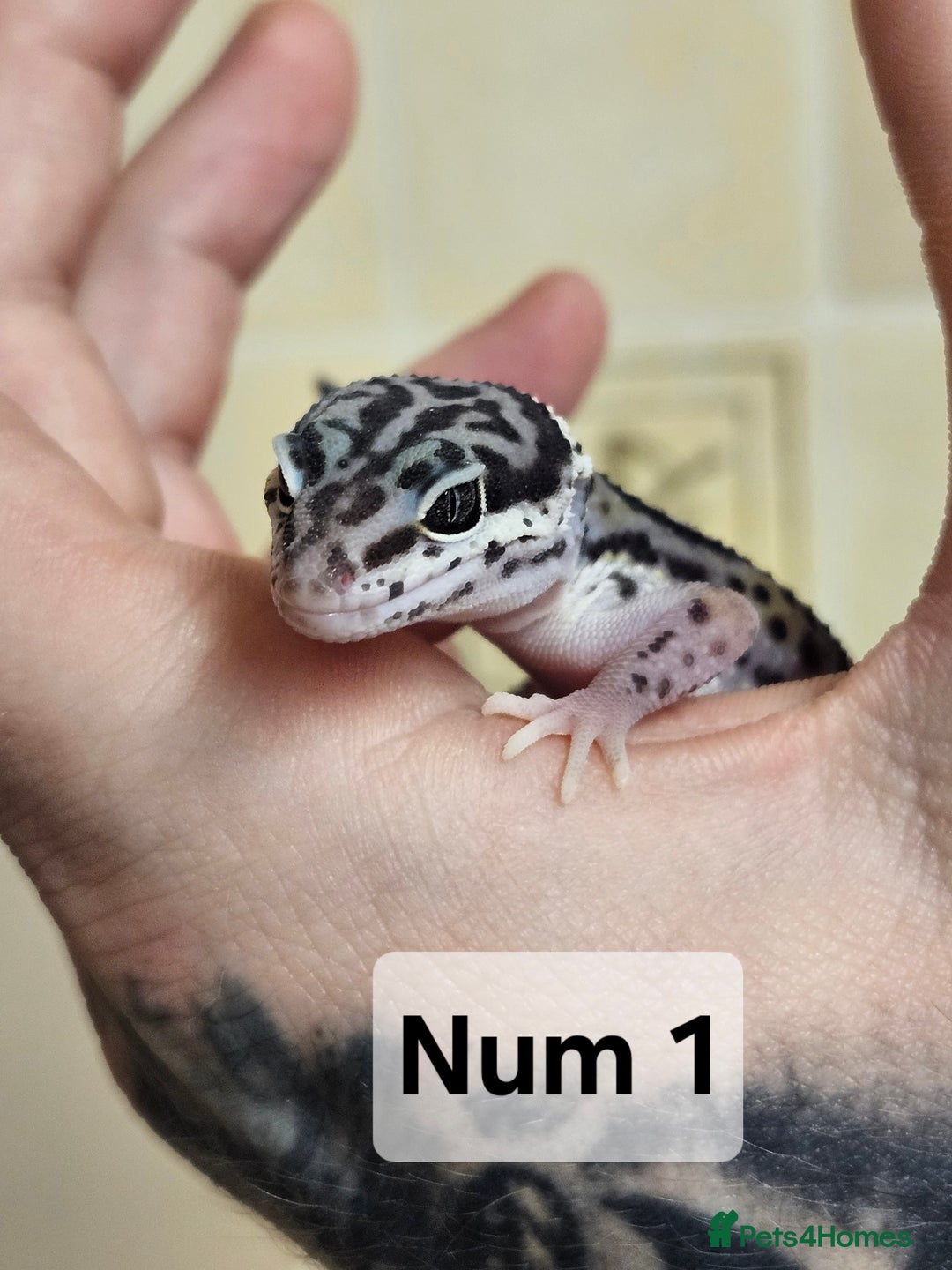 Leopard Gecko reptiles for sale: Blacknight macksnows and supersnows in tremper - Image 21