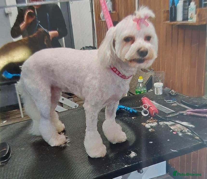 Bichon Frise dogs Pure white bichone frise - Advert 1