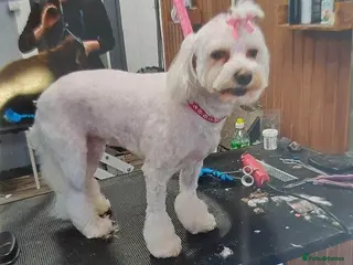 Bichon Frise dogs Pure white bichone frise - Advert 1