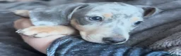 Miniature Dachshund dogs for sale: Miniature Dachshund Puppy, Blue and Cream Dapple - Advert 13