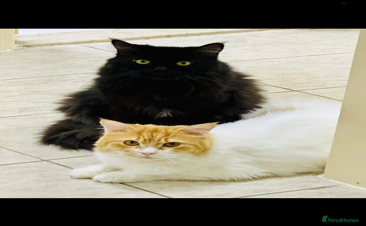Mixed Breed cats - Advert 3