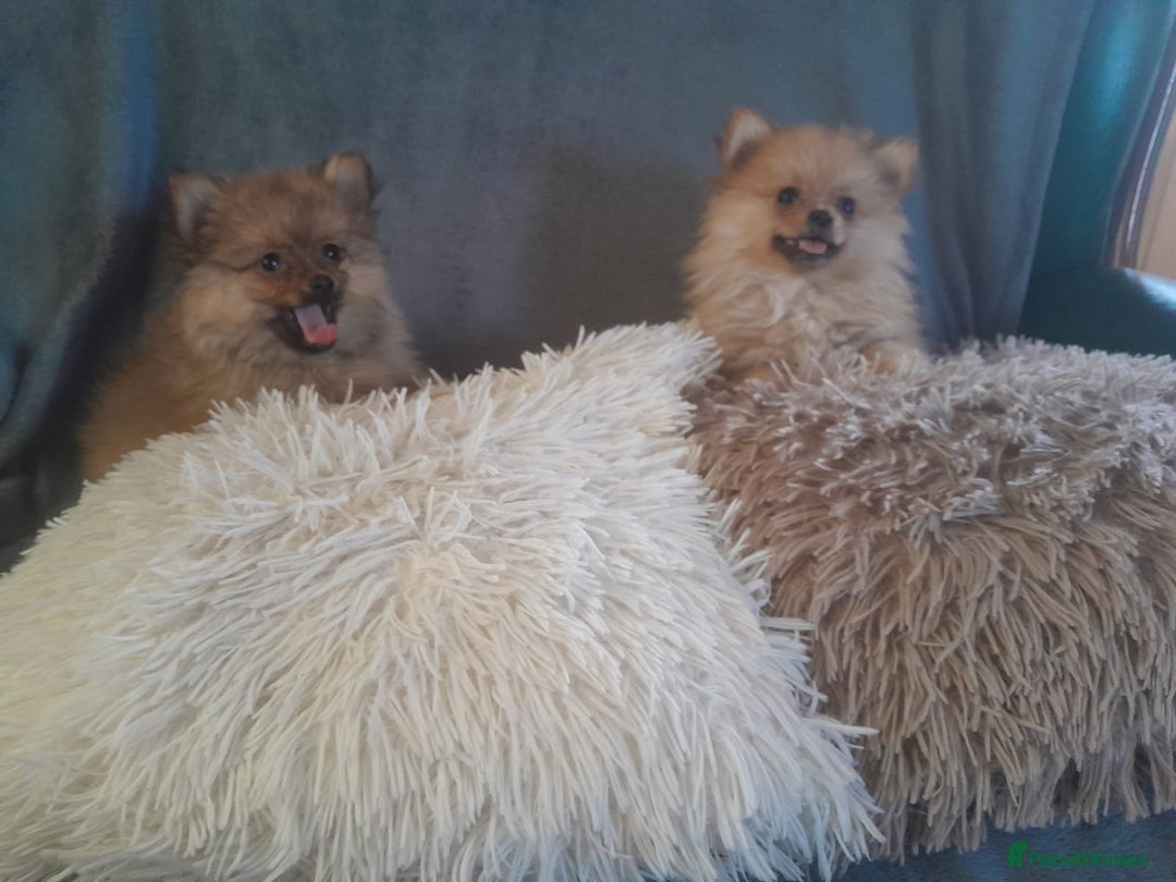 Pomeranian dogs for sale: Pomeranian puppies - Image 6