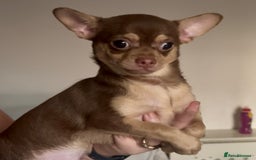 Chihuahua dogs for sale: Chihuahua 2 boys pups - Image 12