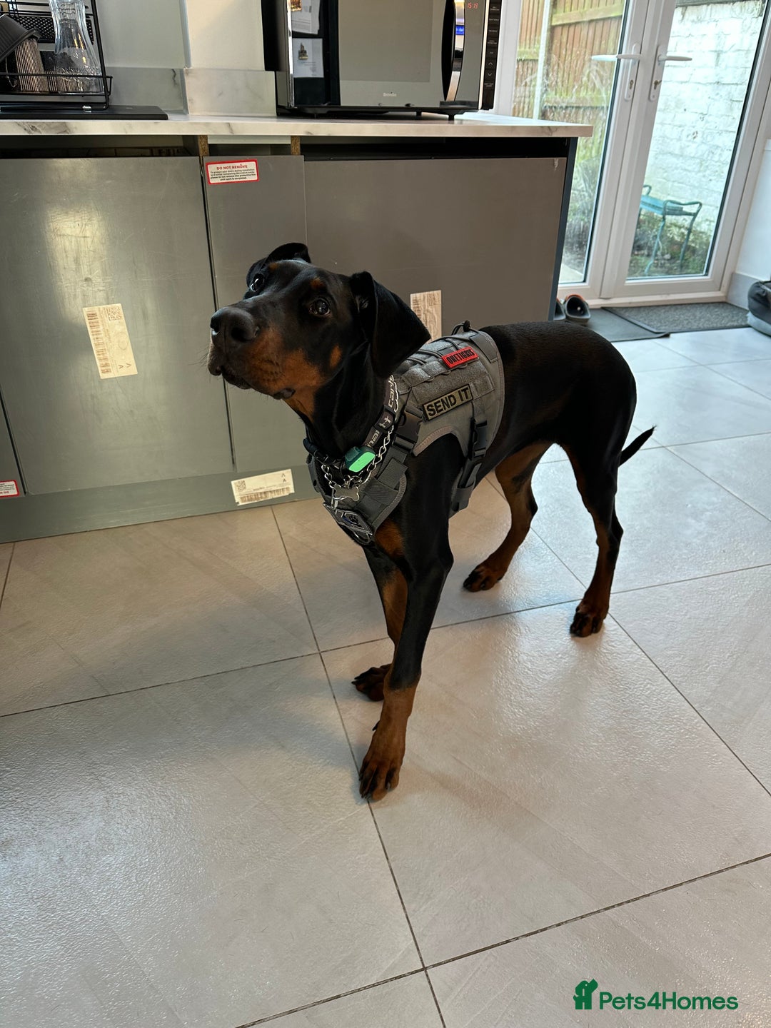 Dobermann dogs for sale: Pregnancy Confirmed - European Doberman Puppies - Image 17
