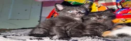 Mixed Breed cats for sale: Mix breed kittens - Advert 3