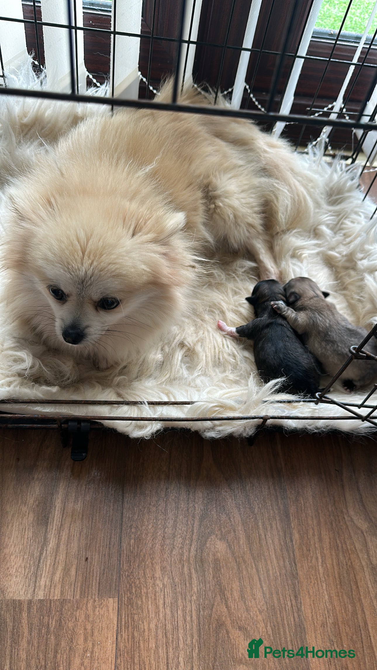 Pomeranian dogs Two beautiful pom puppies  - Advert 3