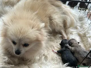 Pomeranian dogs Two beautiful pom puppies - Advert 1