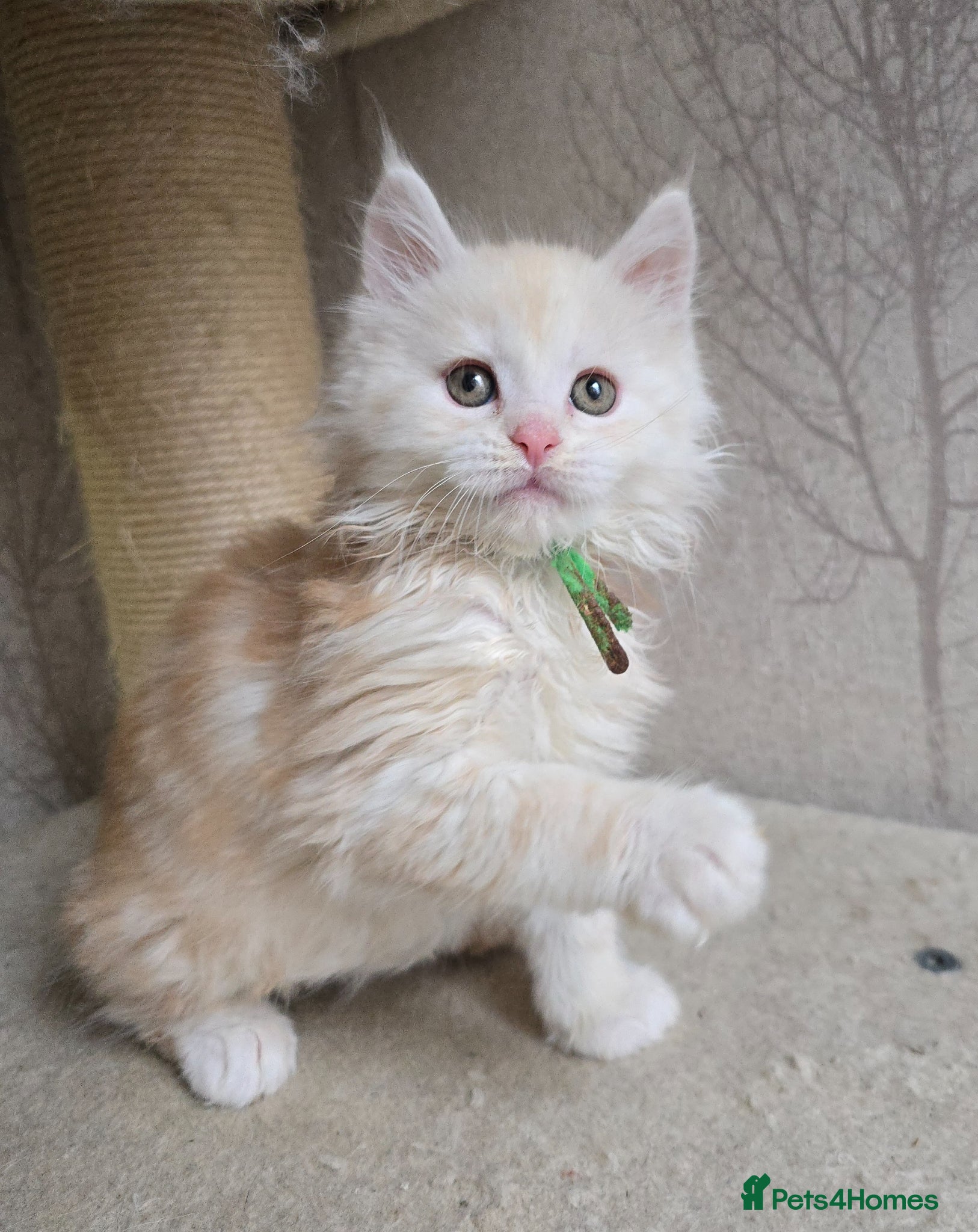 Maine Coon cats RARE Red High Silver Stunning Maine Coons Boys - Advert 10