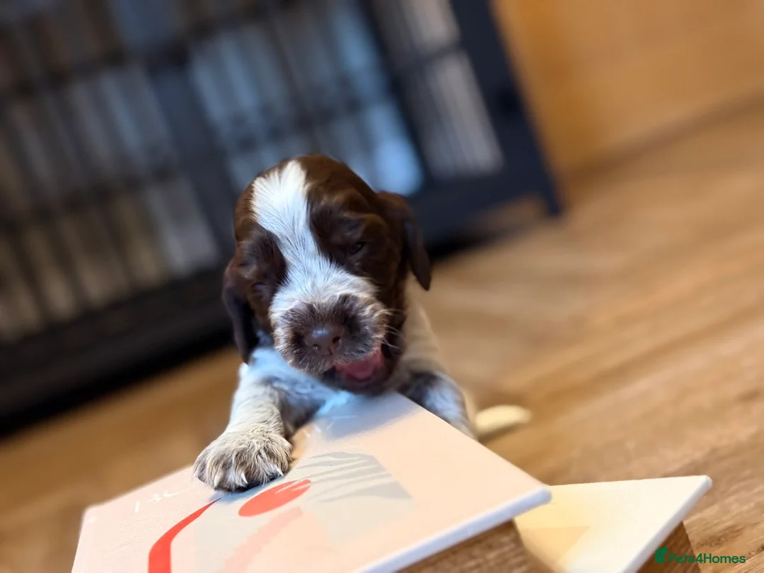 Cocker Spaniel dogs for sale: Show type cocker spaniels  - Advert 29