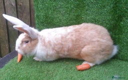 Continental Giant rabbits for sale: PURE Continental Giants Vaccinated 3 in 1 Reserve  - Image 14