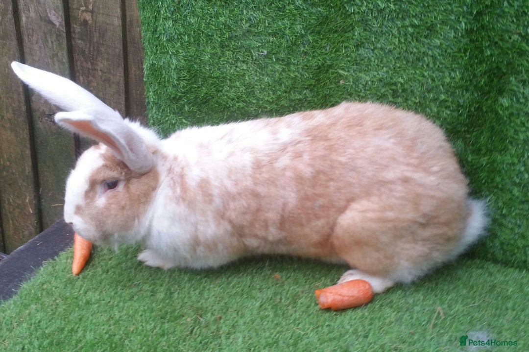 Continental Giant rabbits for sale: PURE Continental Giants Vaccinated 3 in 1 Reserve  - Image 14