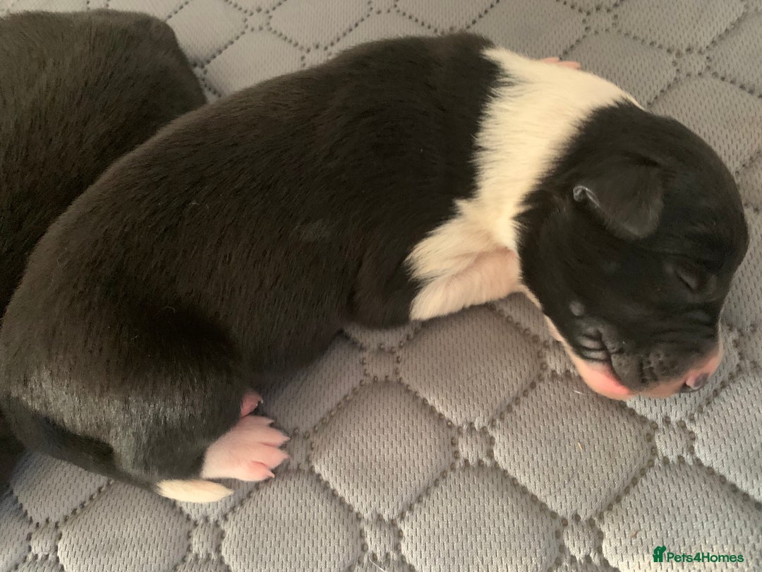 Border Collie dogs for sale: Pure Border Collie pups  - Advert 11