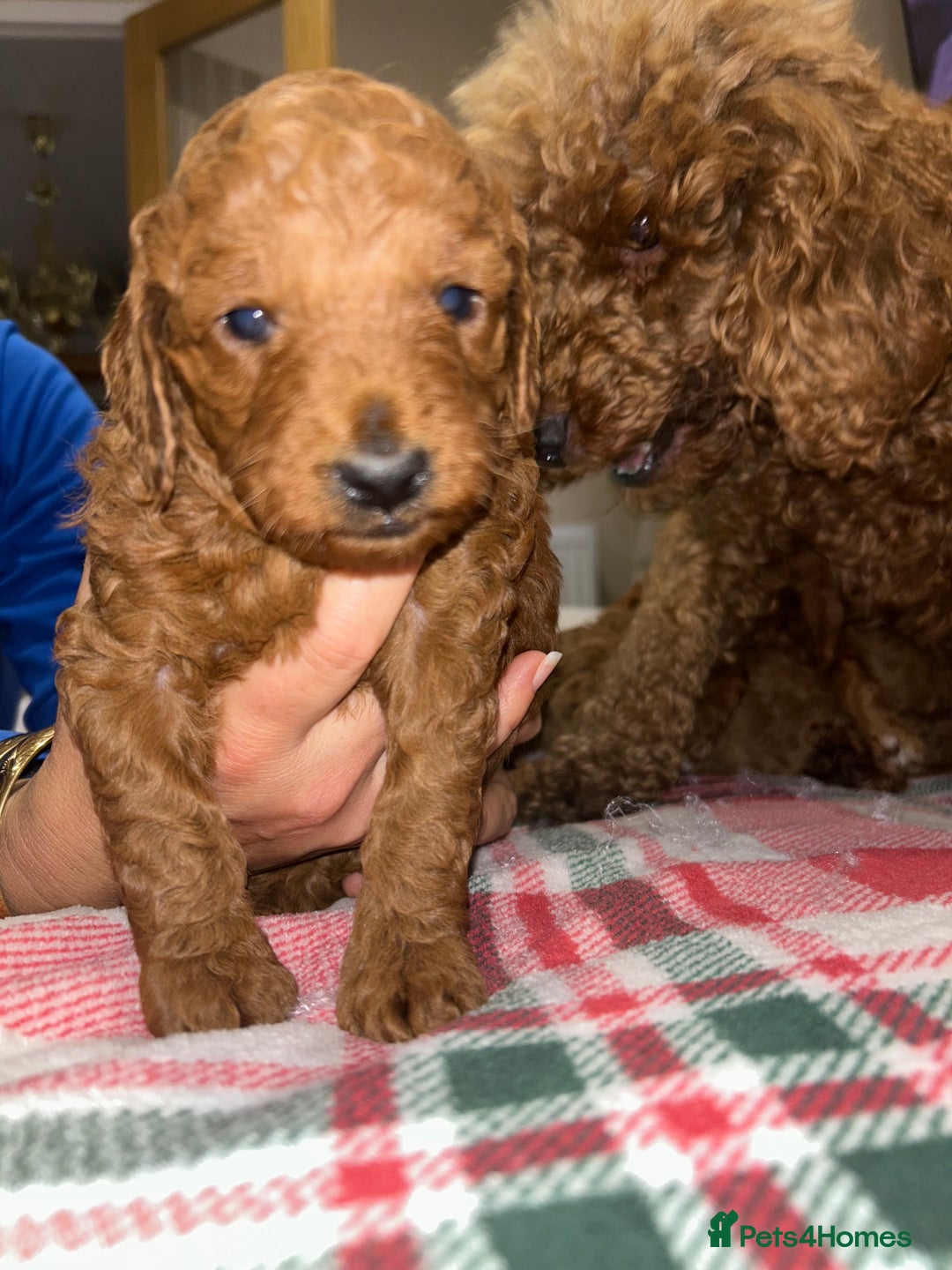 Miniature Poodle dogs for sale: 🐩Gorgeous deep red miniature poodles - Advert 12