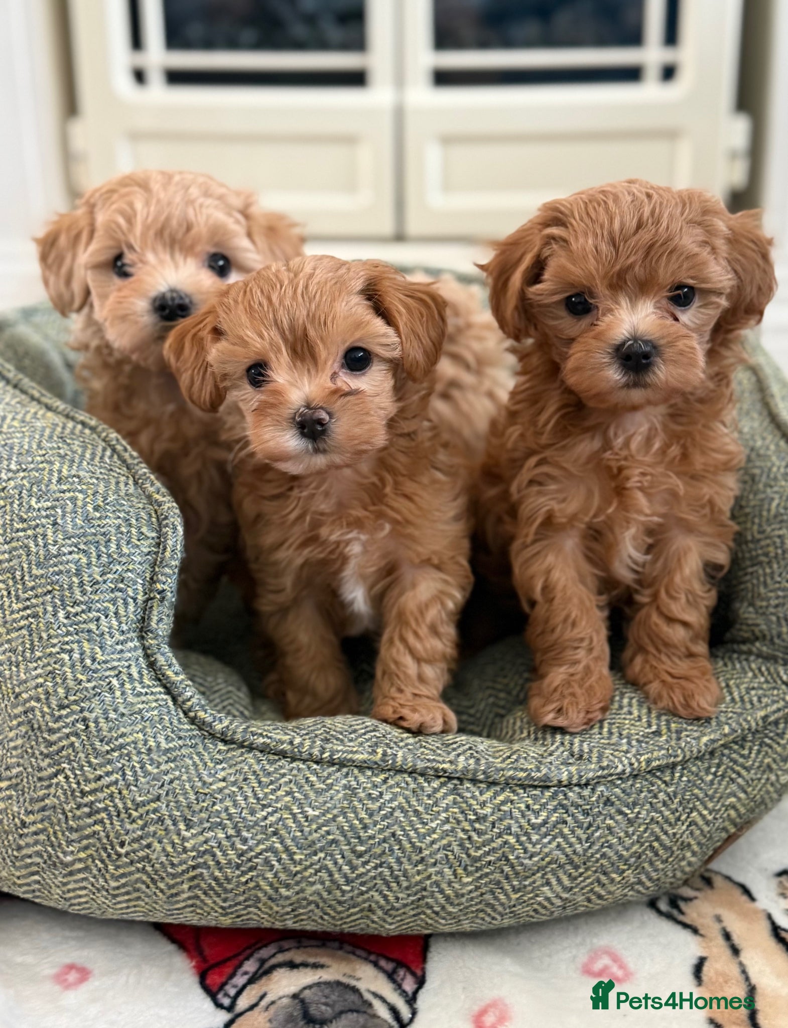 Maltipoo dogs Maltipoo f1 Maltese mum x Asian poodle dad - Advert 1