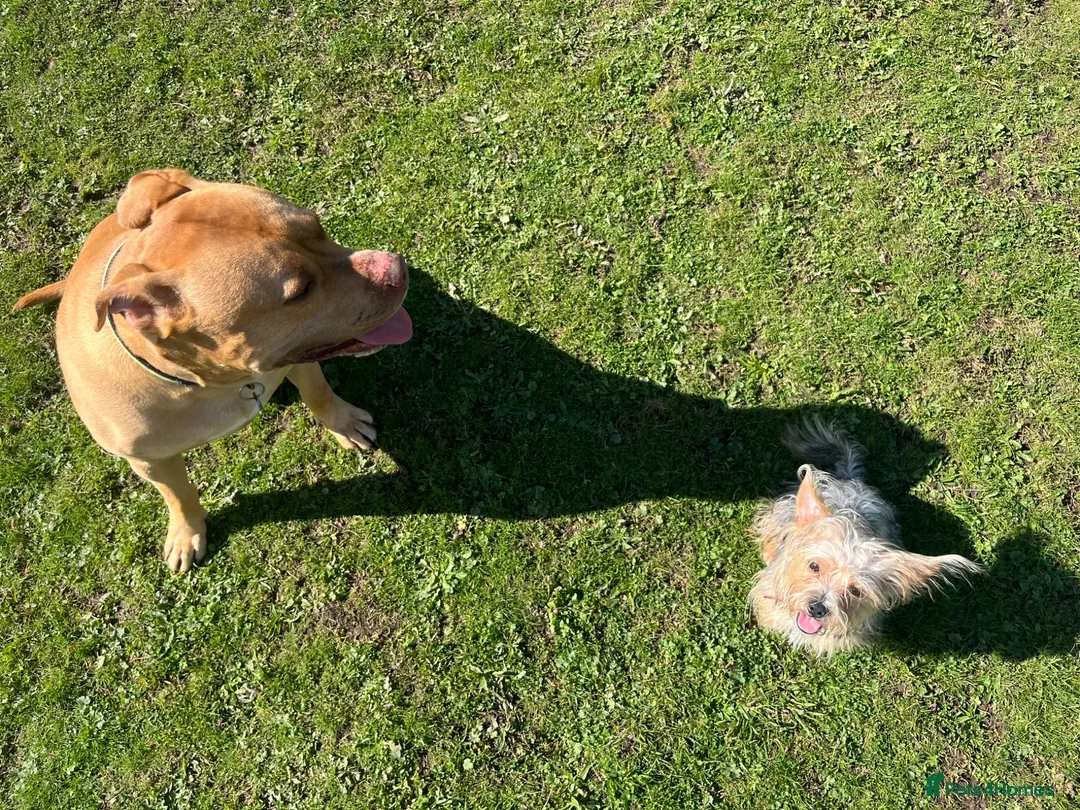 Shorkie dogs for sale: 1 year old Shorkie  - Advert 3
