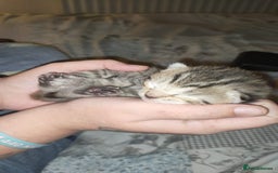 Mixed Breed cats for sale: 🐅Gorgeous Tabby/SavannahX🐆 - Image 7