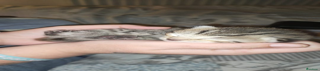 Mixed Breed Kitten 4