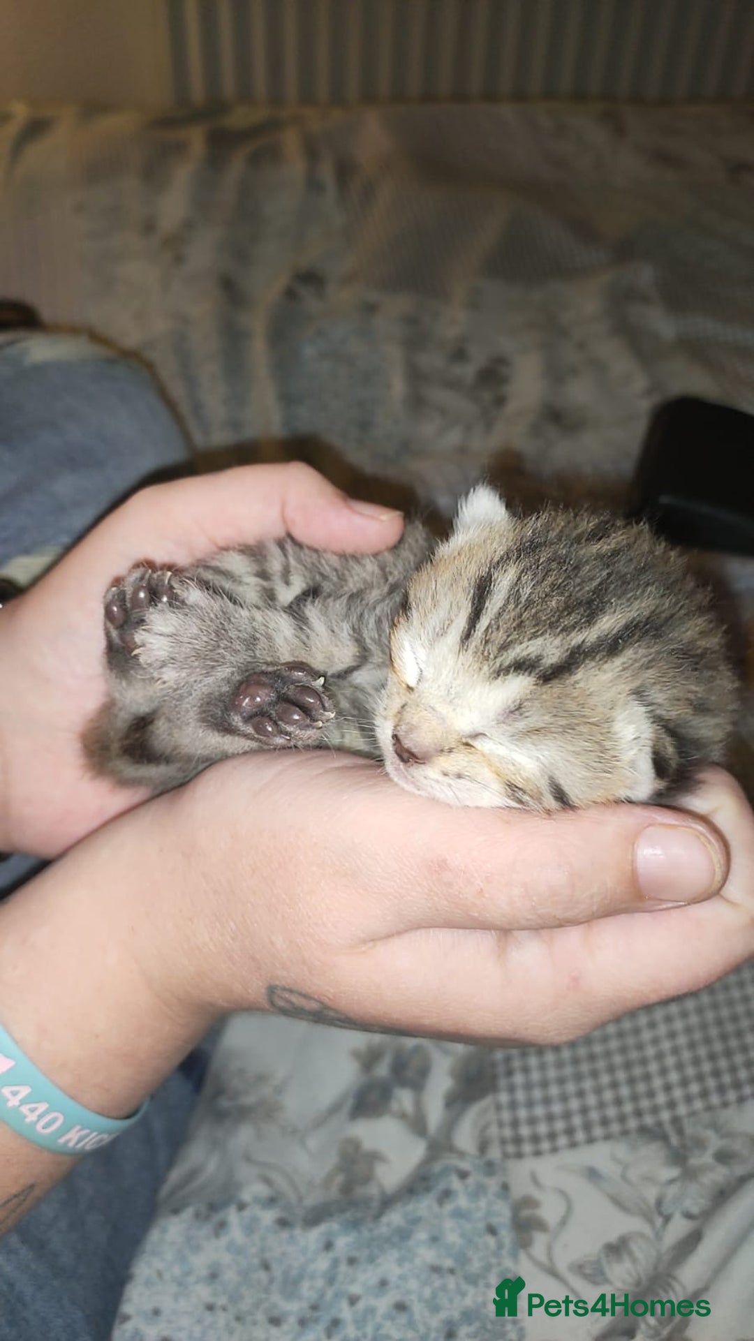 Mixed Breed cats for sale: 🐅Gorgeous Tabby/SavannahX🐆 - Image 7