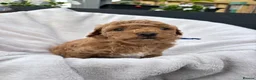 Cavapoo dogs for sale: Cavapoo - Advert 16