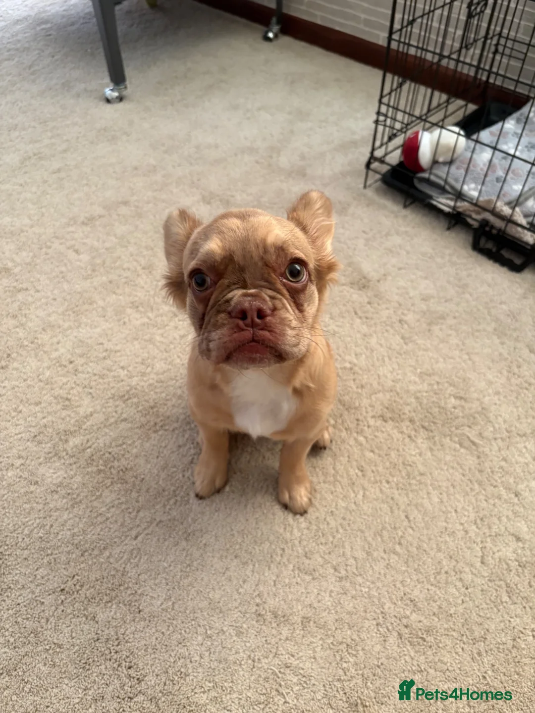 French Bulldog dogs for sale: 5 Month old rare colour fluffy frenchie for sale  - Advert 2