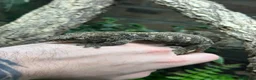Gecko reptiles for sale: Pair of Leachianus Geckos and juveniles  - Advert 11