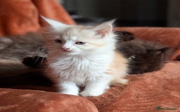 Maine Coon cats for sale: Maine Coon Kittens - Image 23