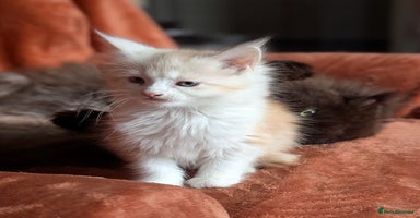 Maine Coon cats - Advert 2