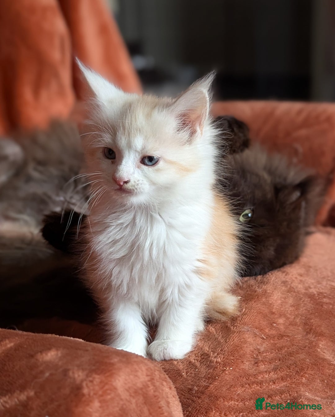 Maine Coon cats for sale: Maine Coon Kittens - Image 23