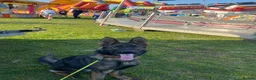German Shepherd dogs for sale: Male working line GSD  - Advert 6