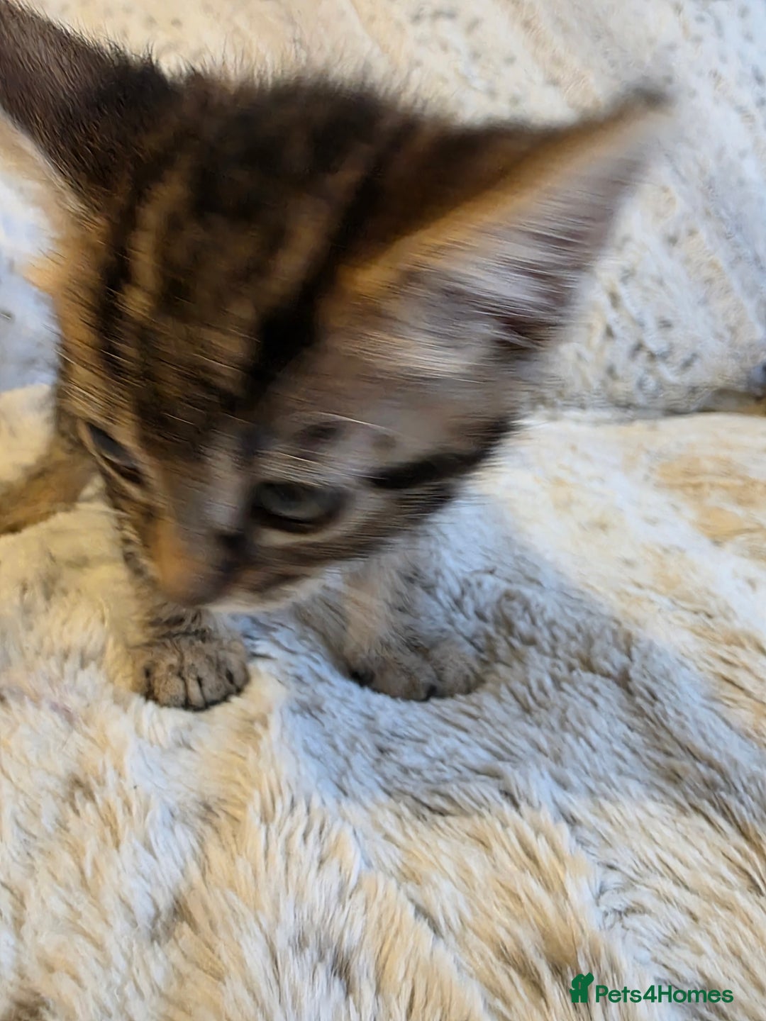 Mixed Breed cats for sale: 2 Male Stripy Kitten's - Advert 17