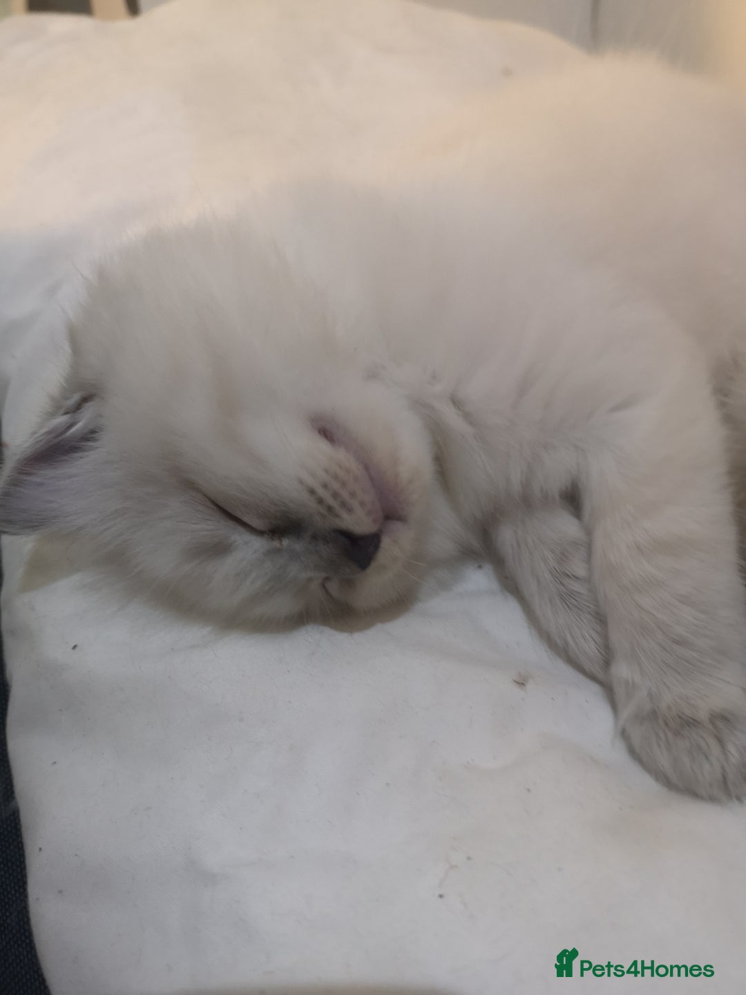 Ragdoll cats for sale: Ragdoll Chunky Boys!  - Advert 10