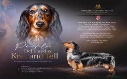 Miniature Dachshund dogs for stud: 🏆 KC REG - Health tested - International lines 🏆 in Hartlepool - Image 1