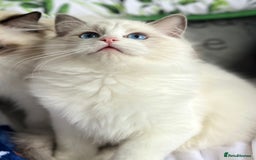 Ragdoll cats for sale: Bicolour Ragdoll Kittens Ready To Go in Castleford - Image 8