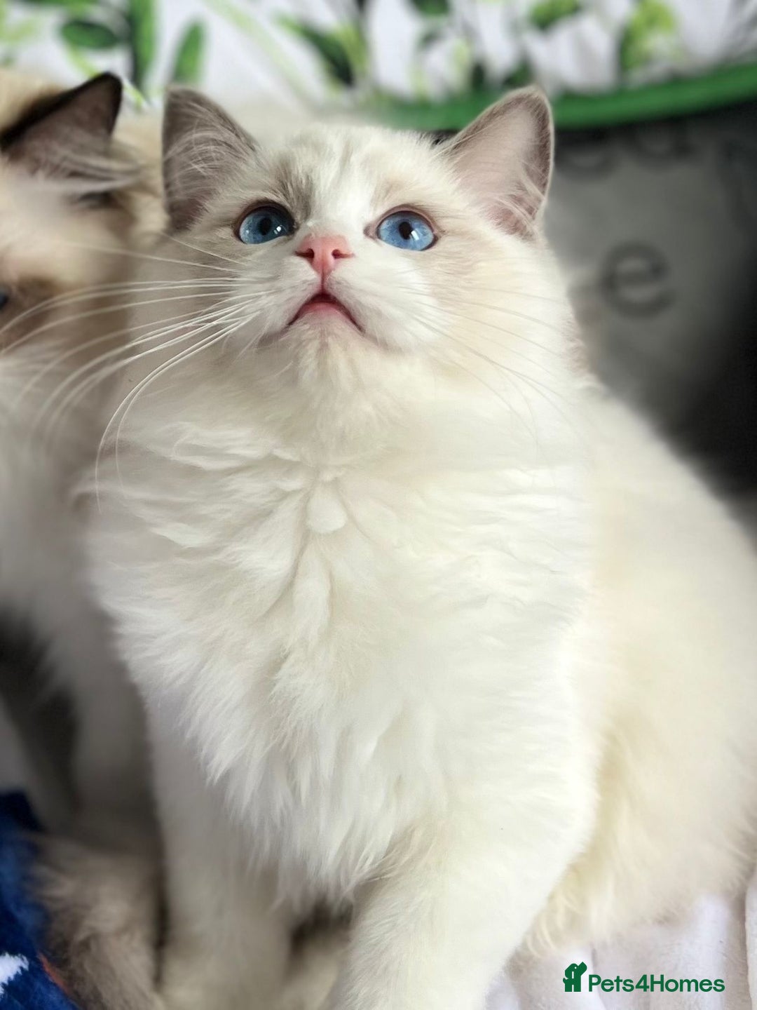 Ragdoll cats for sale: Bicolour Ragdoll Kittens Ready To Go in Castleford - Image 8