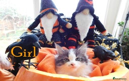 Maine Coon cats for sale: FABULOUS FLUFFY PEDIGREE MAINE COON KITTENS - Image 13