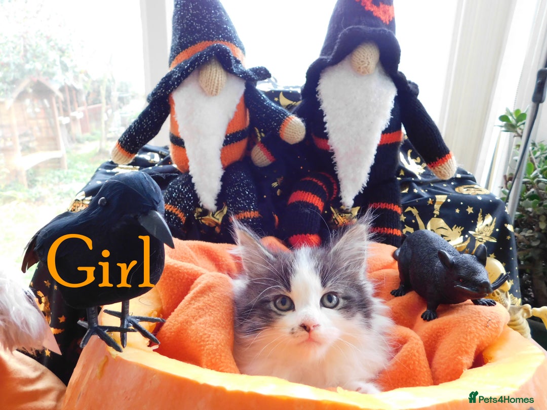 Maine Coon cats for sale: FABULOUS FLUFFY PEDIGREE MAINE COON KITTENS - Image 13