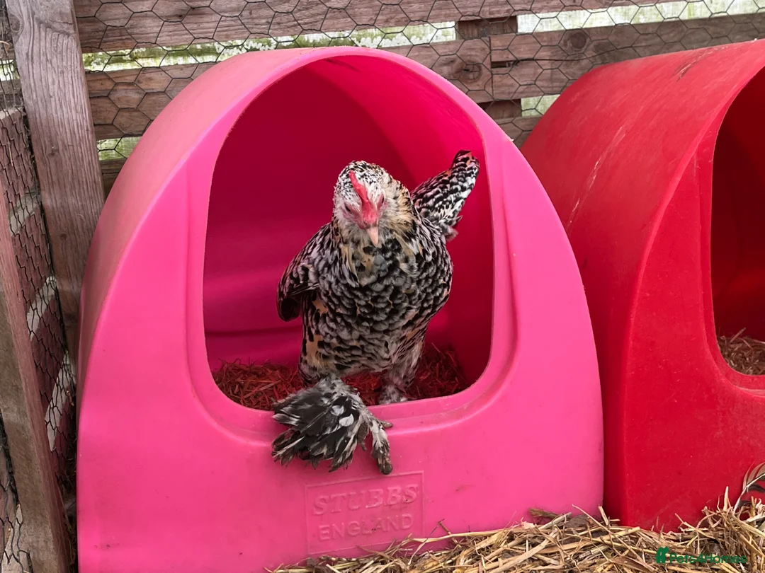 Chickens poultry for sale: Sablepoot Bantams, Chicks, Growers, POL, Hens - Advert 1
