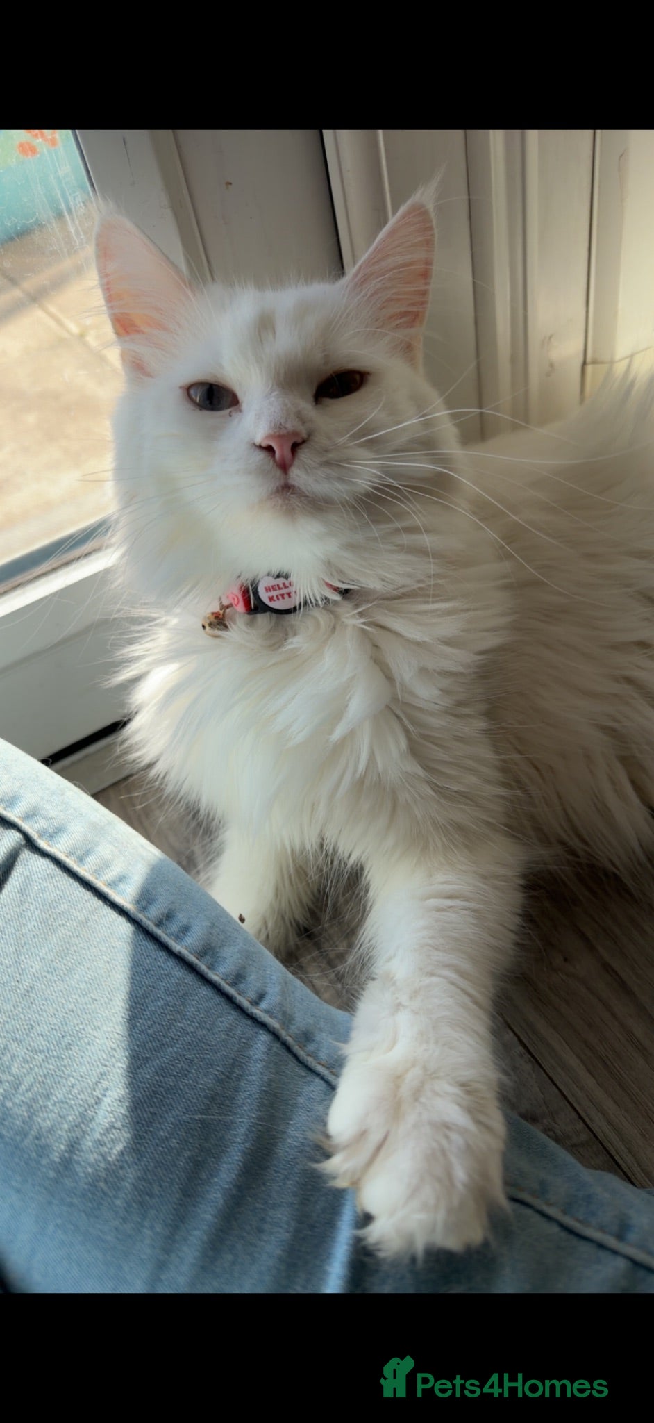 Maine Coon cats Giant Maine coons ready to leave  - Advert 2