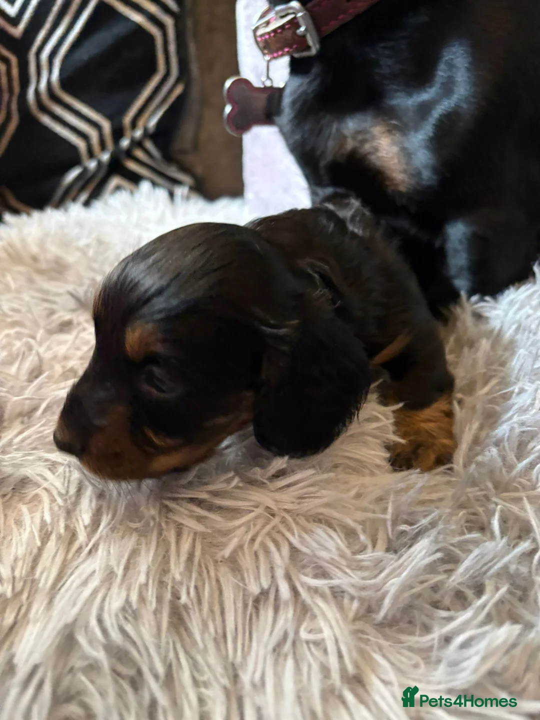 Miniature Dachshund dogs for sale: Miniature Dachshund  - Advert 4