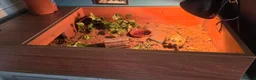 Hermann Tortoise reptiles for sale: Tortoise and set up in Mansfield - Advert 4