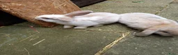 Mini Lop rabbits for sale: Mini lop/plush lop babies - Advert 3