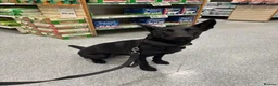 Belgian Shepherd Dog dogs for sale: Belgian Malinois Black Female  - Advert 3