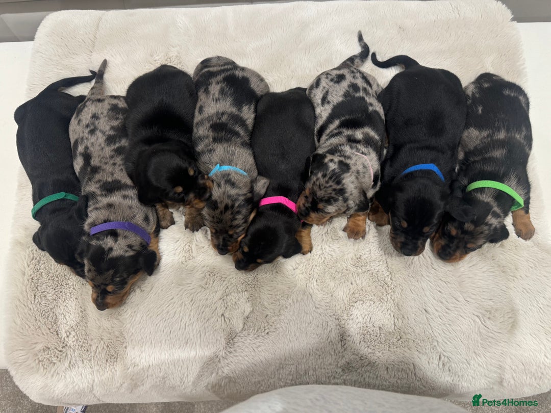 Dachshund dogs for sale: dachshund pups dapple and black & tan - Advert 11