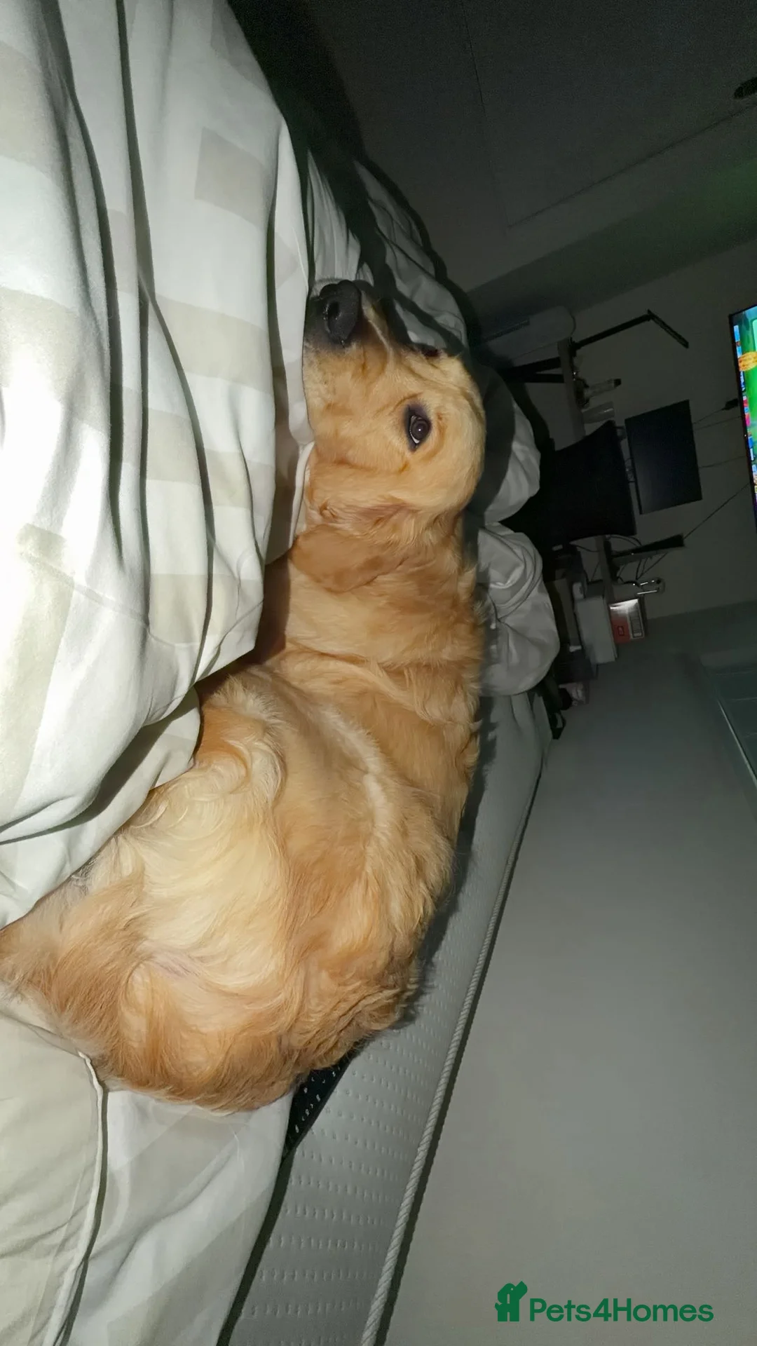 Golden Retriever dogs for sale: Winston  - Advert 5