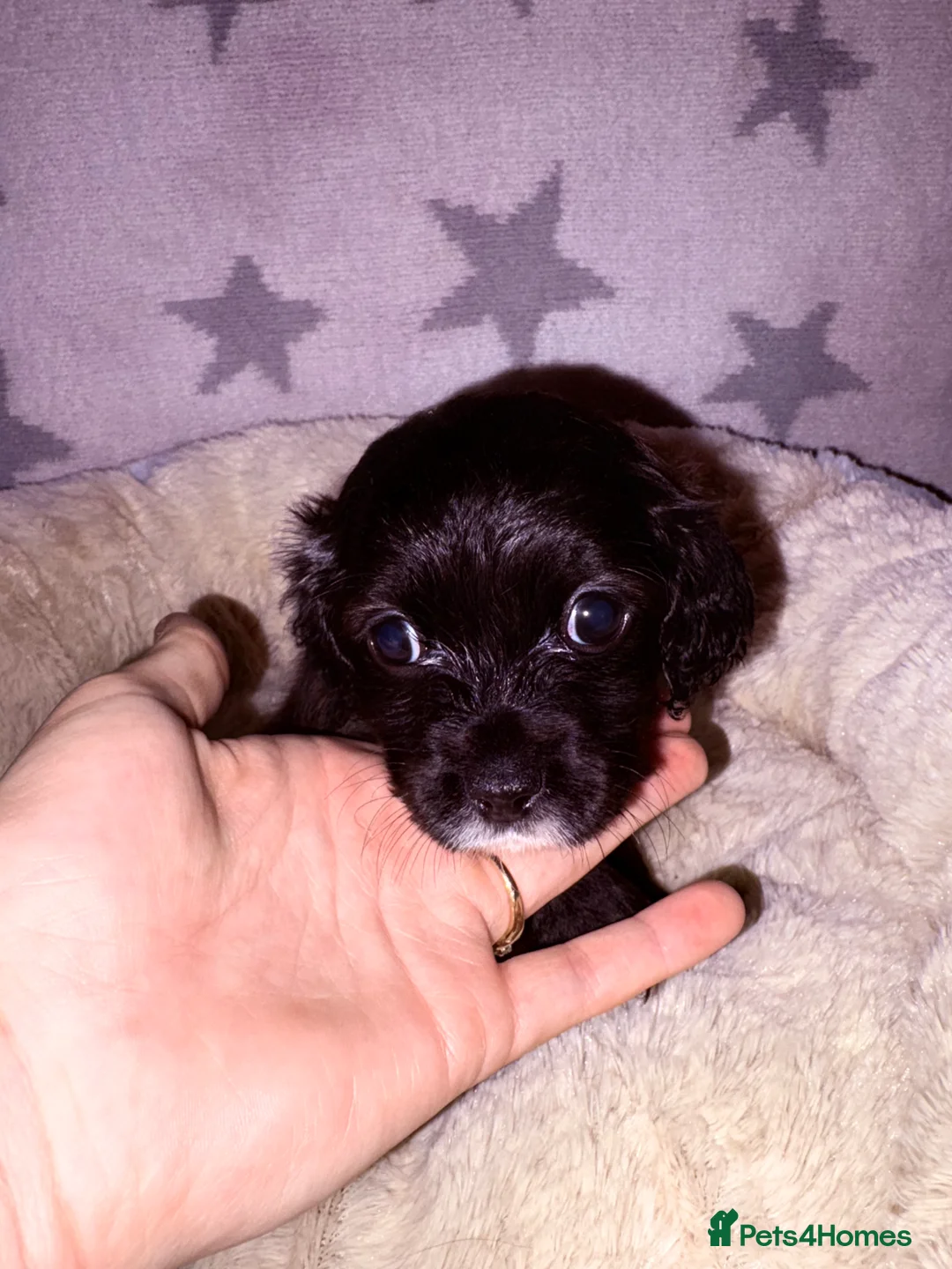 Maltipoo dogs for sale: Beautiful Maltipoo babies - Advert 10