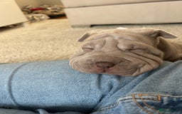 Shar Pei dogs for sale: Shar peis - Image 2