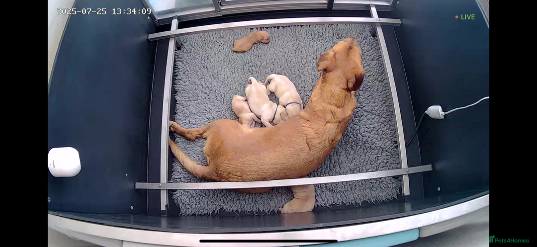 Labrador Retriever dogs for sale: Home bred working Labrador puppies - Image 7