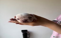 French Bulldog dogs for sale: French bull dogs for sale  - Image 5