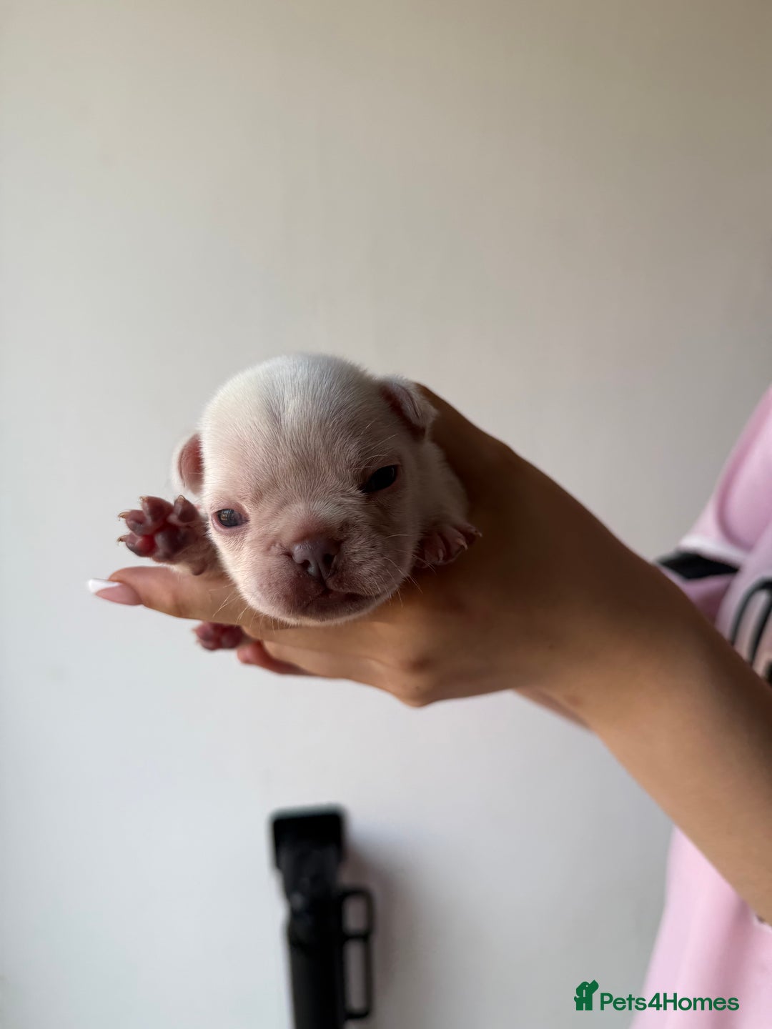 French Bulldog dogs for sale: French bull dogs for sale  - Image 5